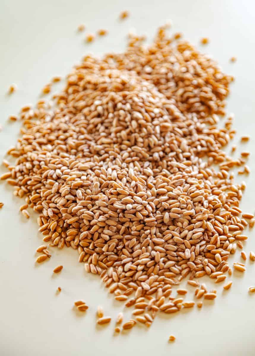 Raw farro grains on a white background